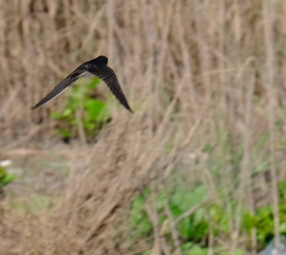 Striated Swallow - ML607436731