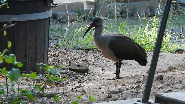 Hadada Ibis - ML607436921