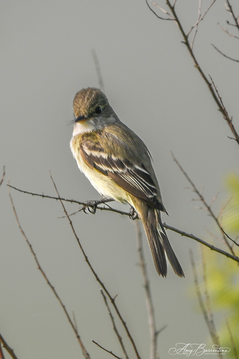 Schieferrücken-Königstyrann - ML607438241