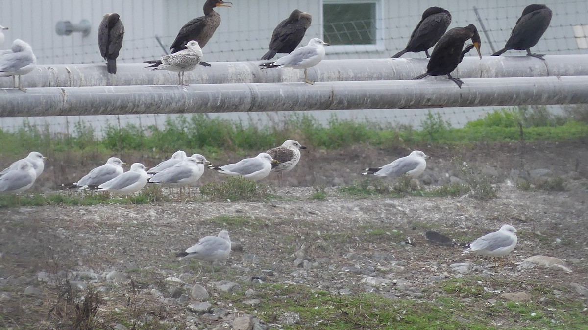 Lesser Black-backed Gull - ML607438441