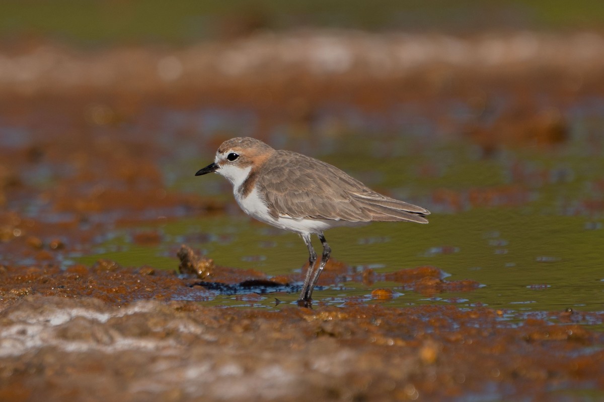 Red-capped Plover - Jafet Potenzo Lopes