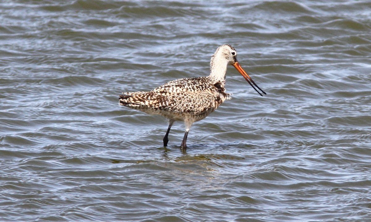 Marbled Godwit - ML60743861