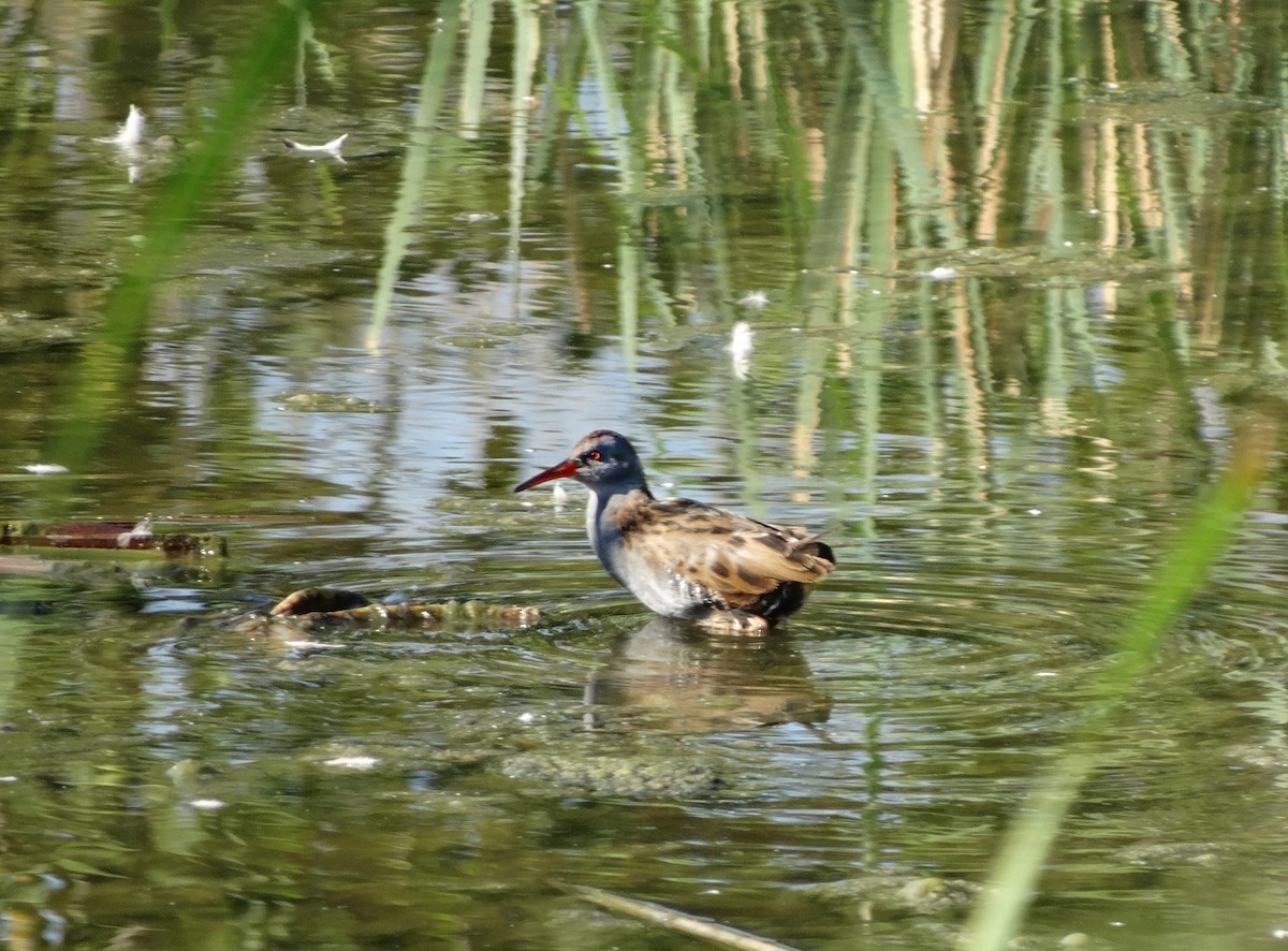 Water Rail - ML607438701