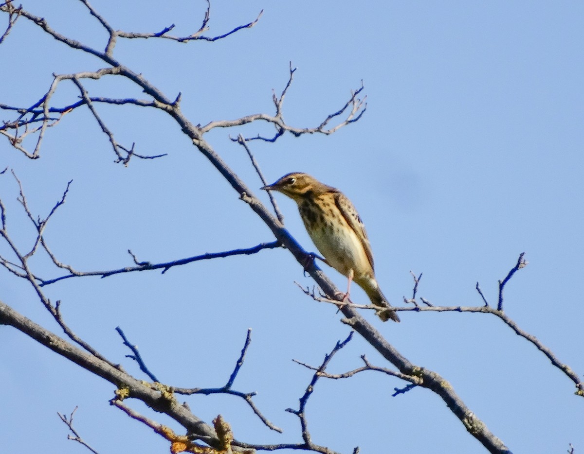 Tree Pipit - ML607438821