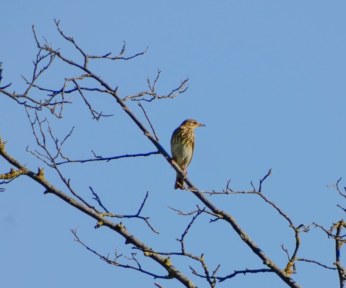 Tree Pipit - ML607438831