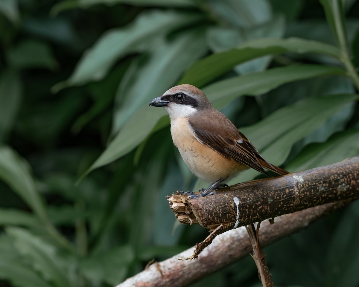 Brown Shrike - ML607438931