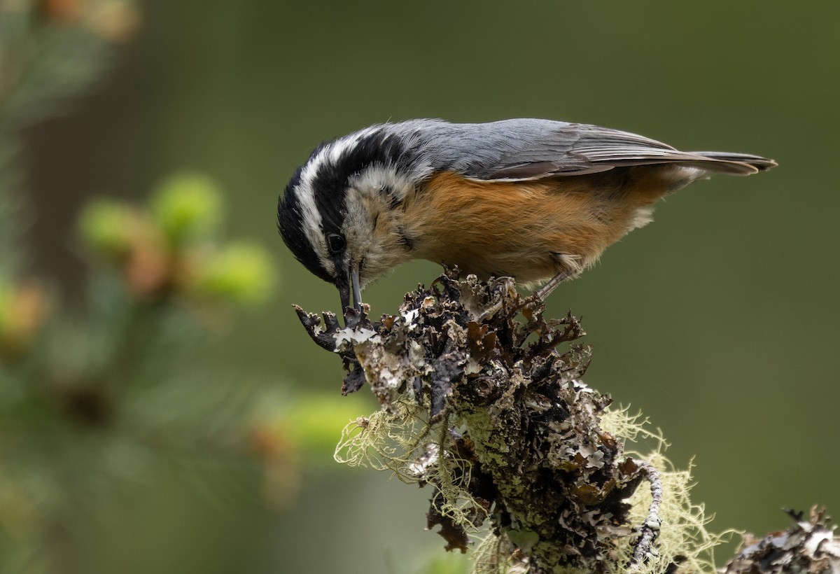 Red-breasted Nuthatch - ML607439061