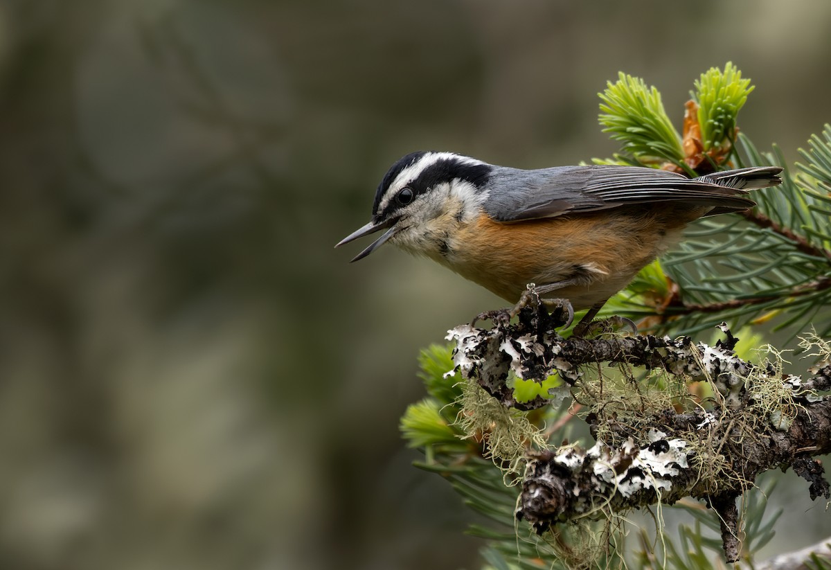 Red-breasted Nuthatch - ML607439071