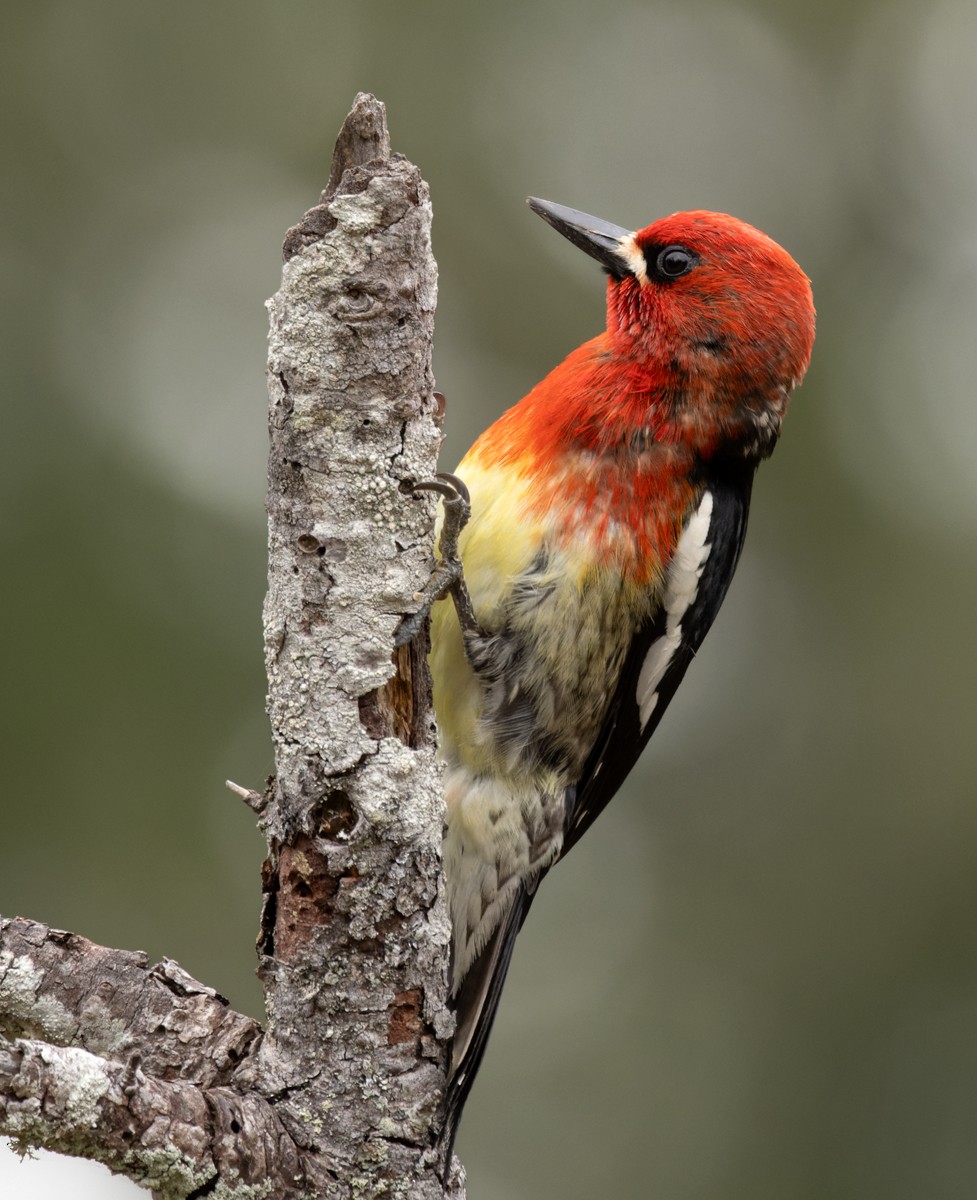 Red-breasted Sapsucker - Lars Petersson | My World of Bird Photography