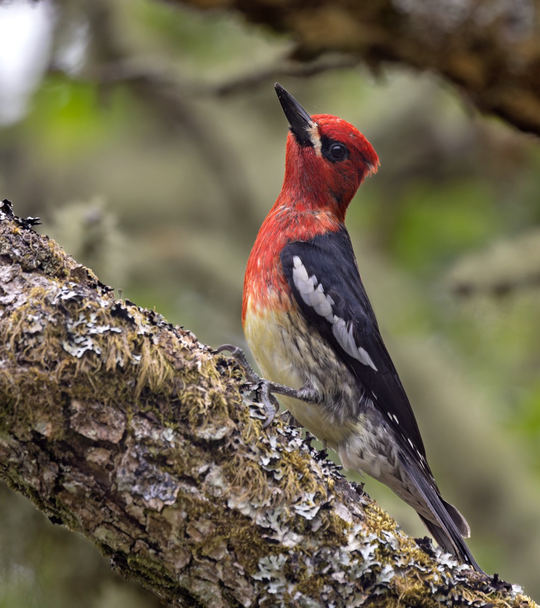 Red-breasted Sapsucker - ML607439091