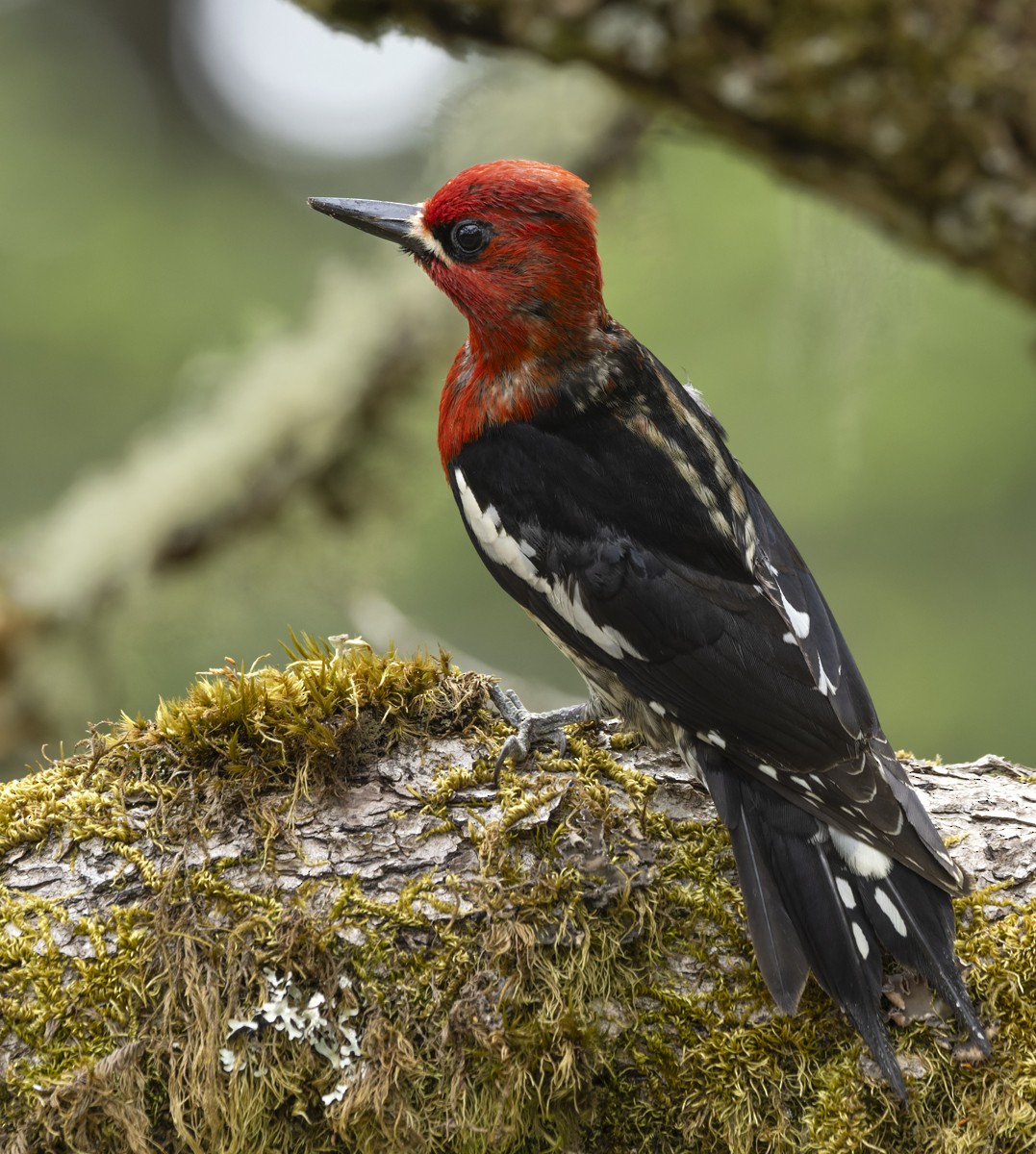Red-breasted Sapsucker - ML607439101