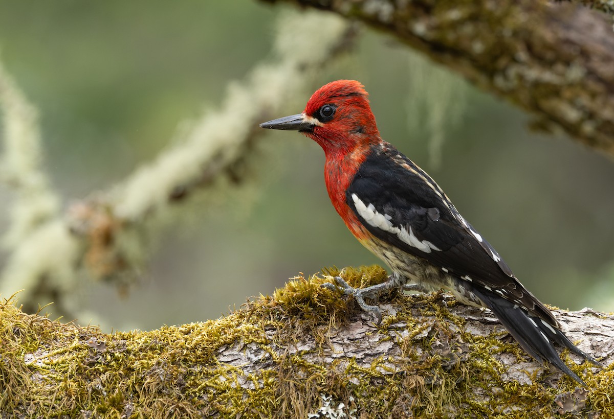 Red-breasted Sapsucker - ML607439111