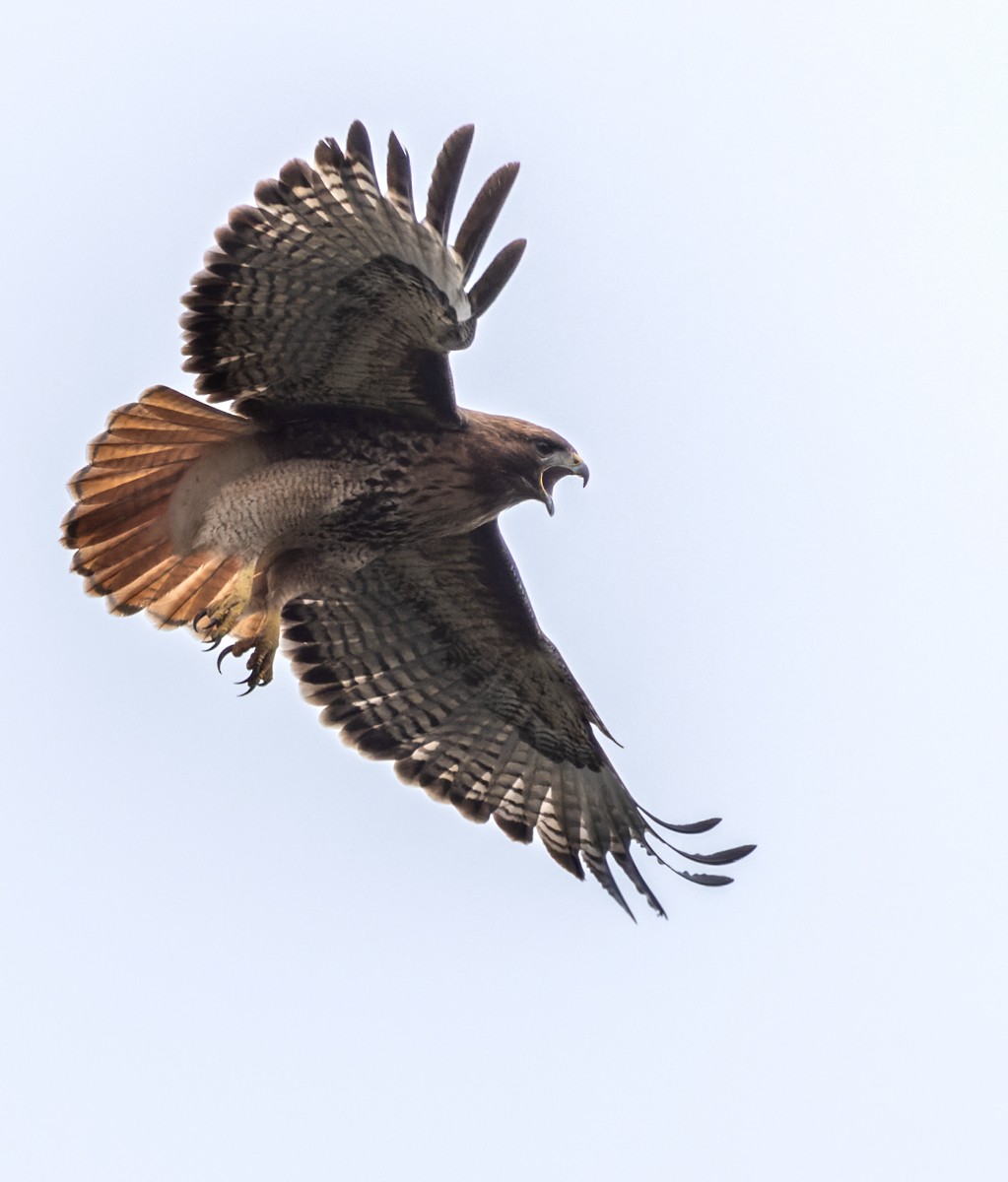 Red-tailed Hawk (calurus/alascensis) - ML607439121