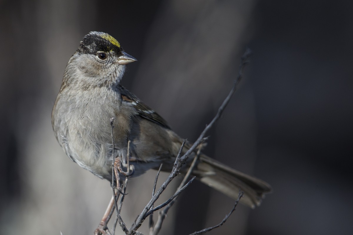 Bruant à couronne dorée - ML607439521