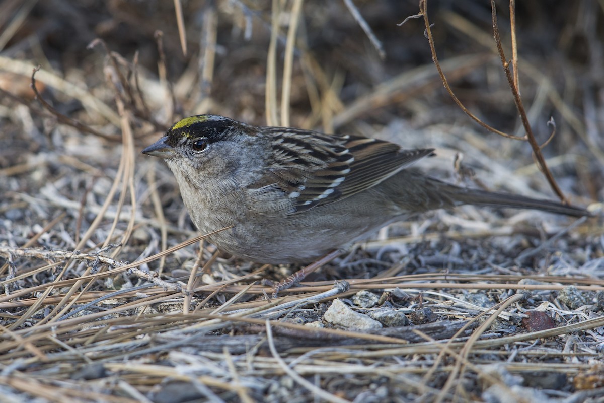 Bruant à couronne dorée - ML607439551