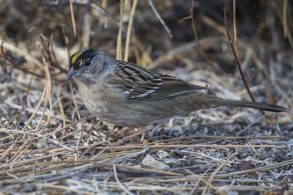 Bruant à couronne dorée - ML607439571