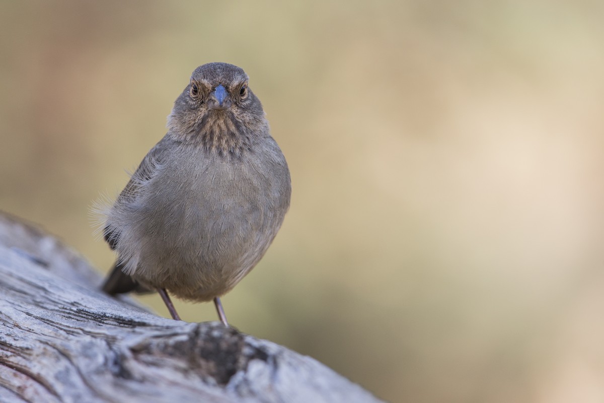 California Towhee - ML607439641