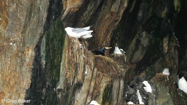 Red-faced Cormorant - ML607439911