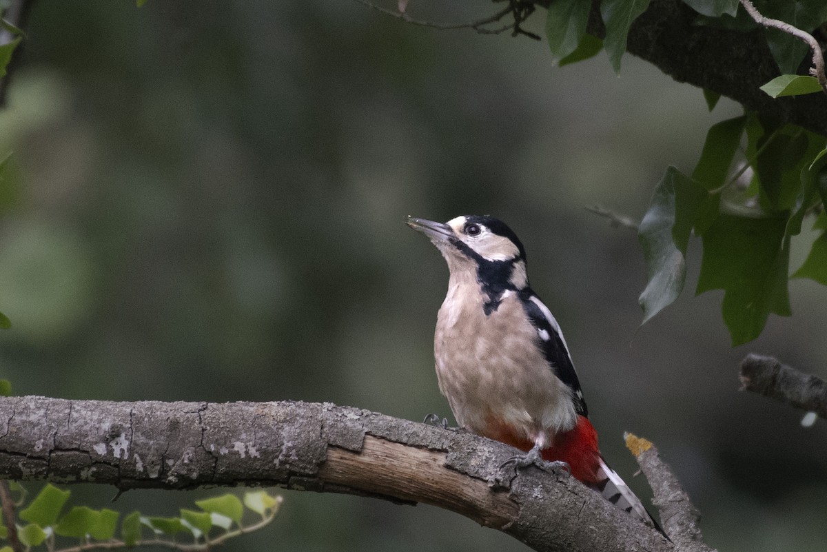 Great Spotted Woodpecker - ML607440101