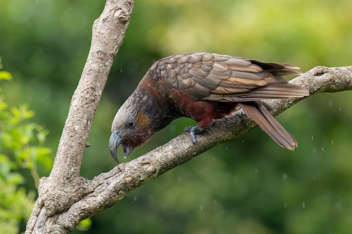 New Zealand Kaka - ML607440371