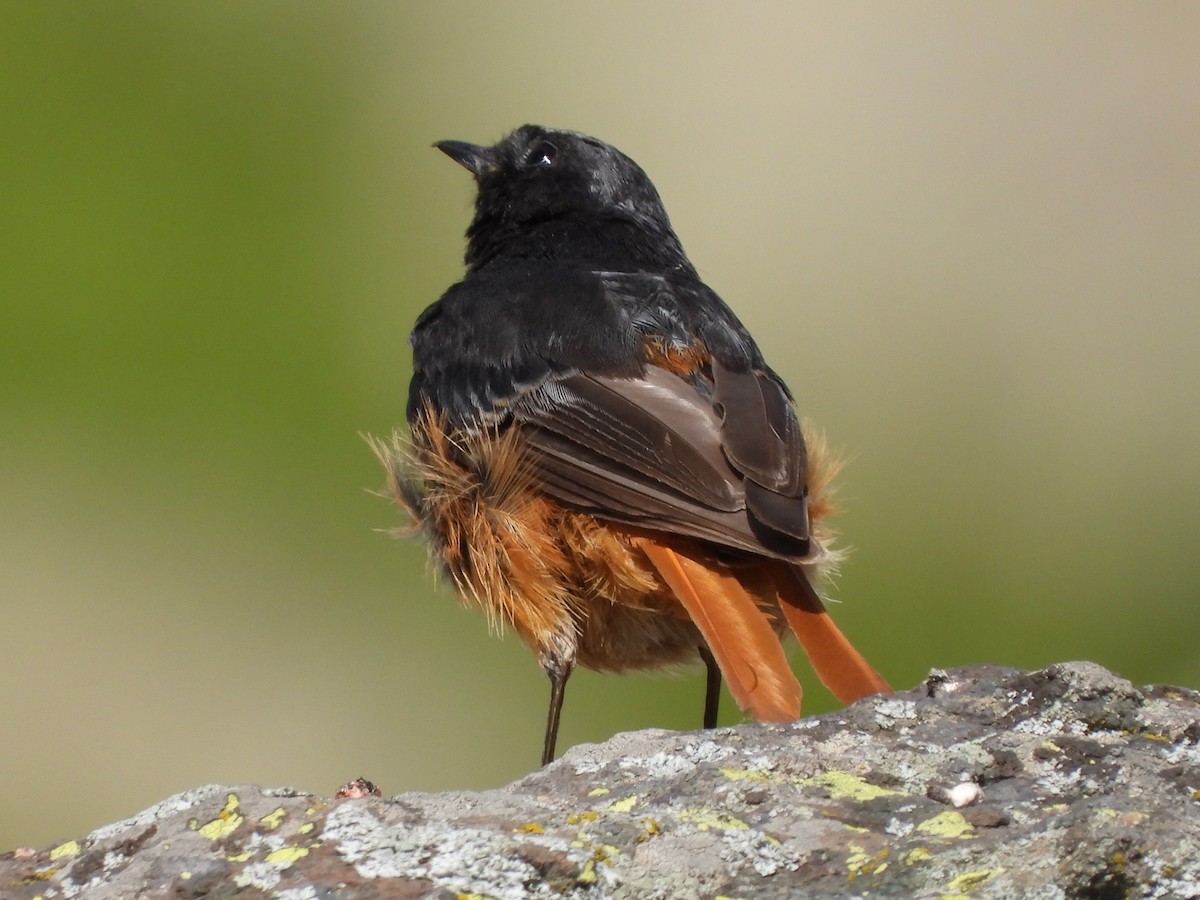 Black Redstart - ML607441691