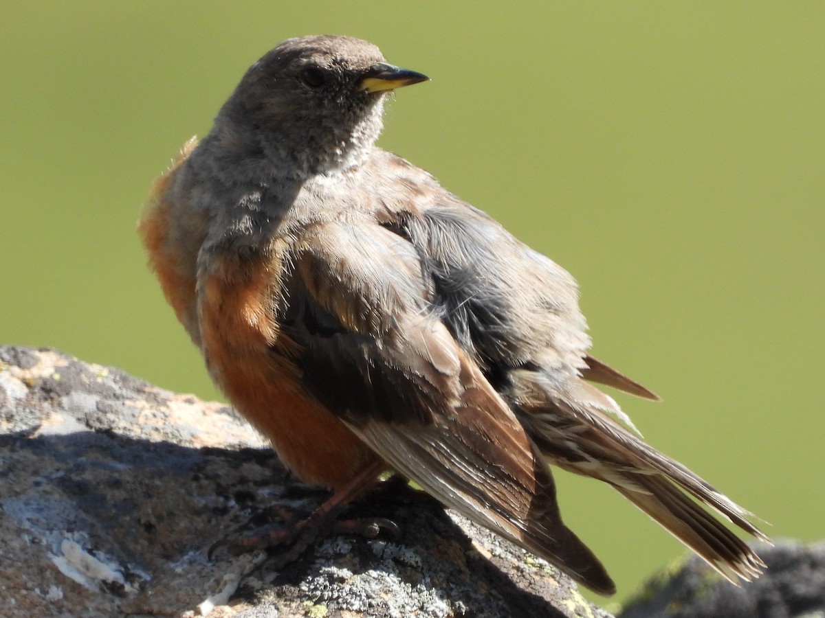 Alpine Accentor - ML607441821