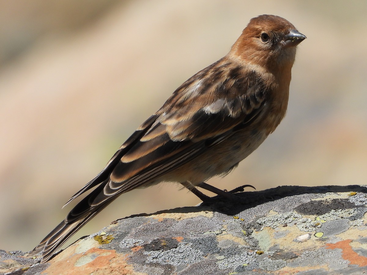 Plain Mountain Finch - ML607441851