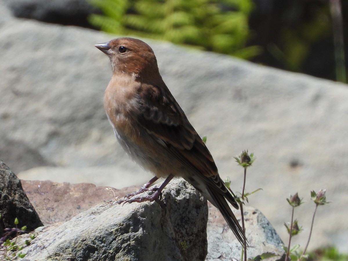 Plain Mountain Finch - ML607441861