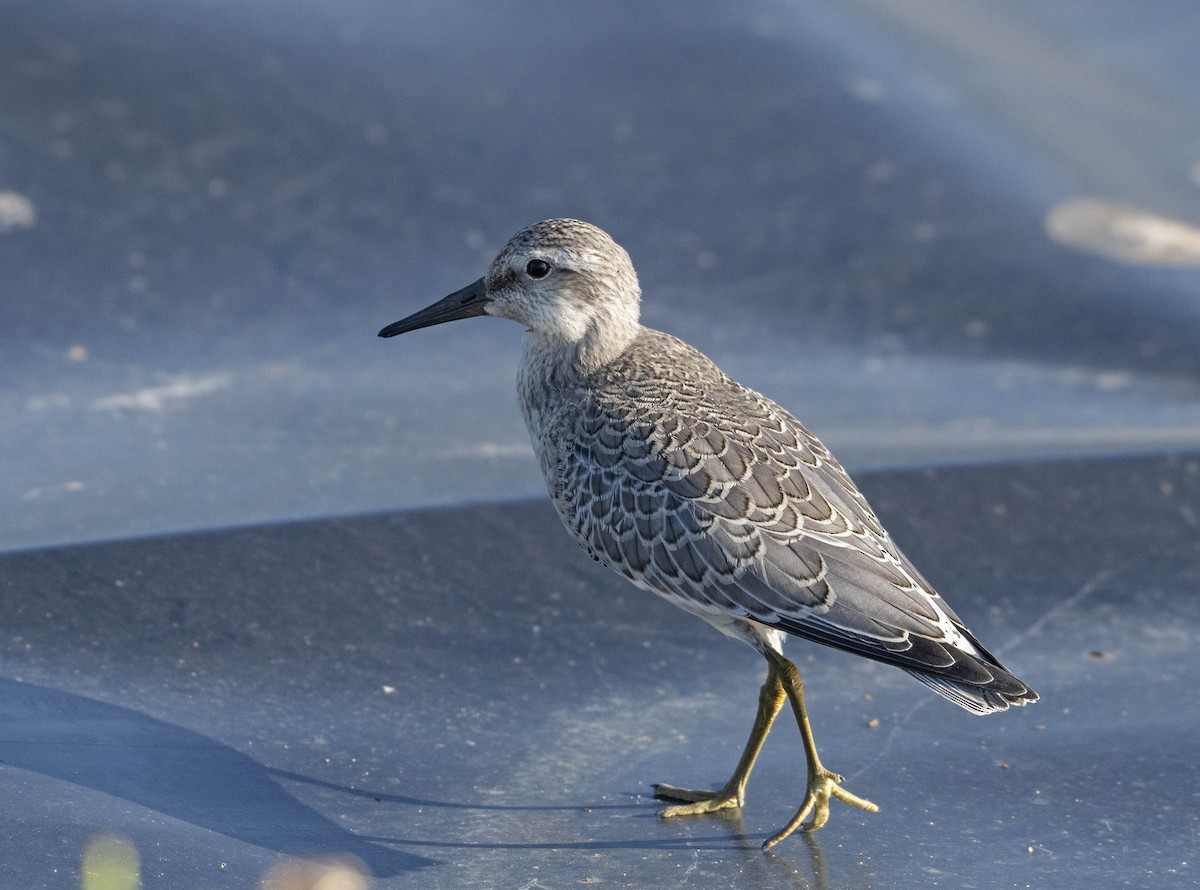 Red Knot - Ed Stubbs