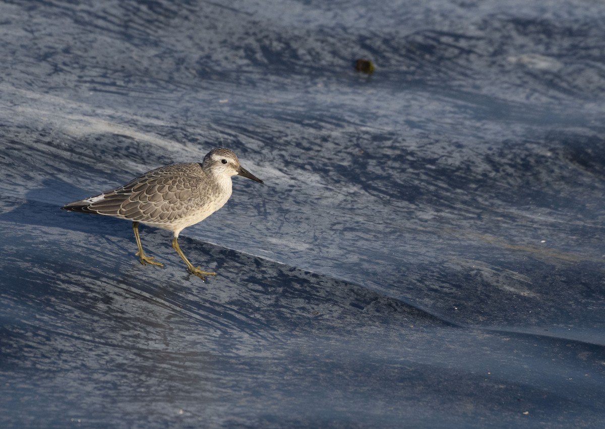 Red Knot - ML607443671