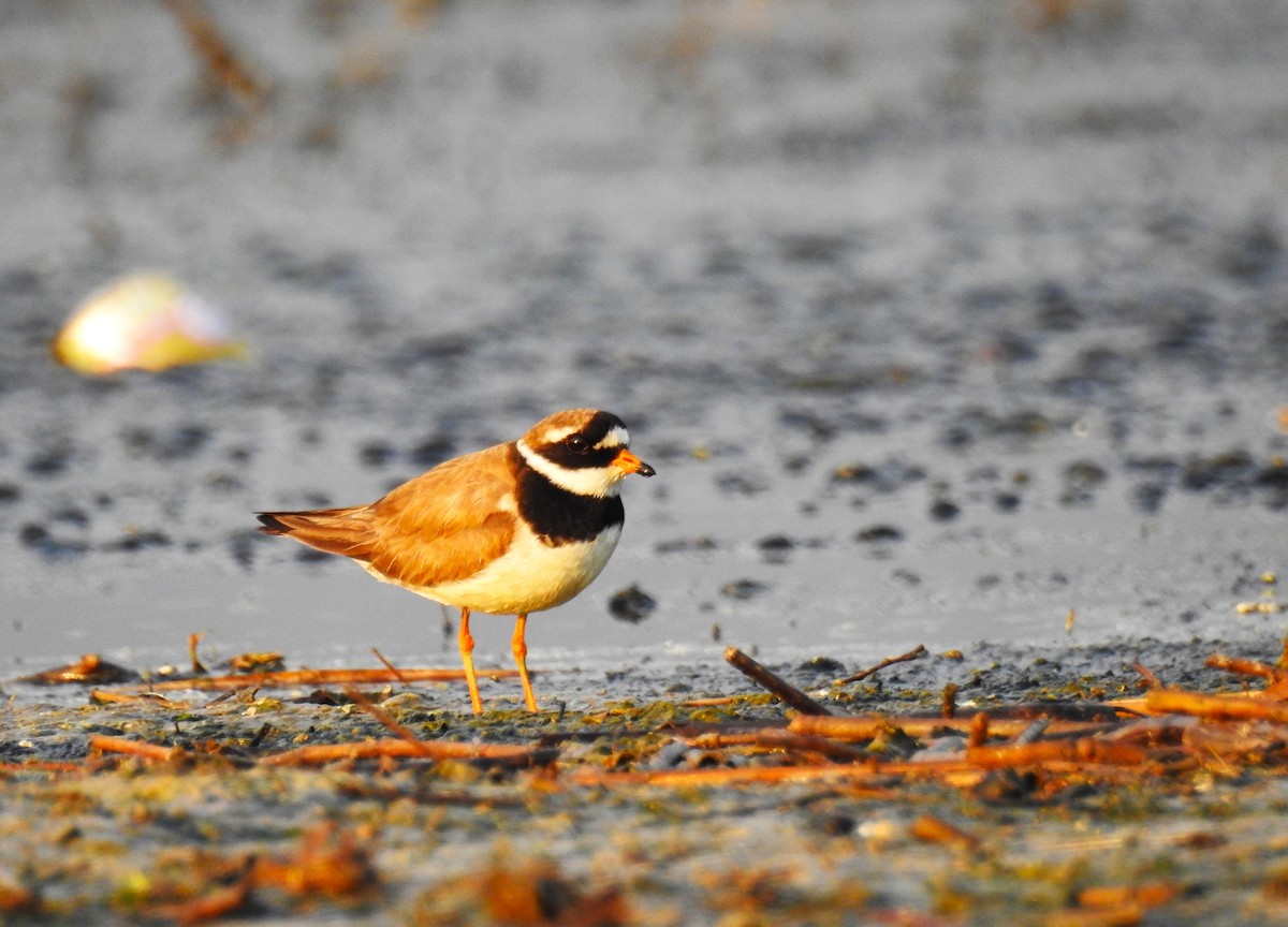 Common Ringed Plover - ML607445811