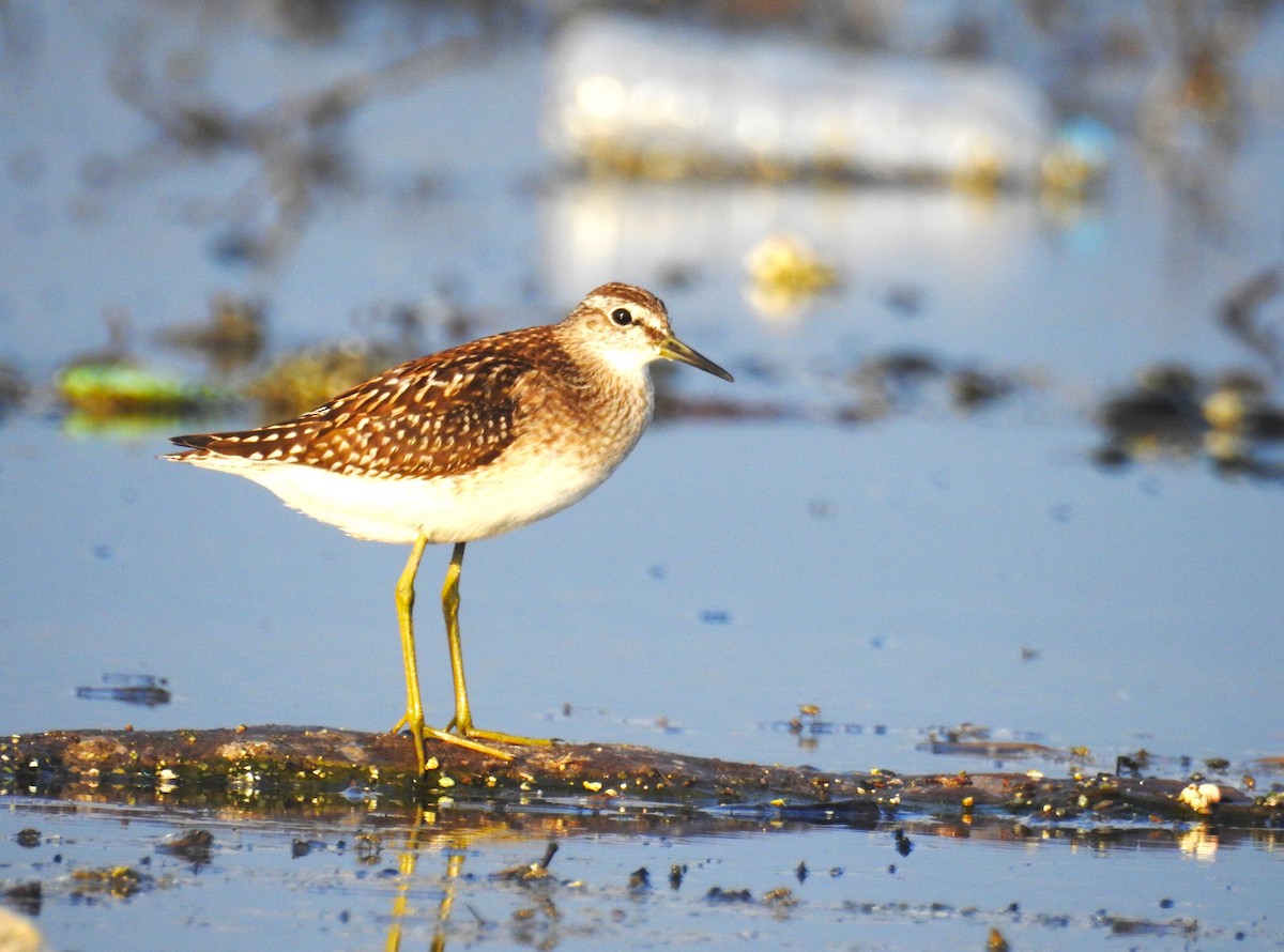 Wood Sandpiper - Güneş Deniz Yıldırım