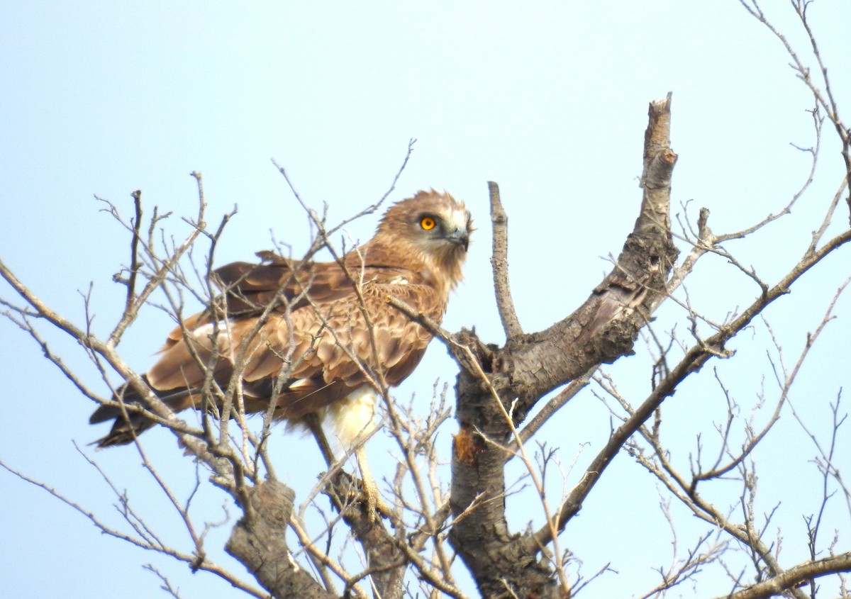 Short-toed Snake-Eagle - Güneş Deniz Yıldırım