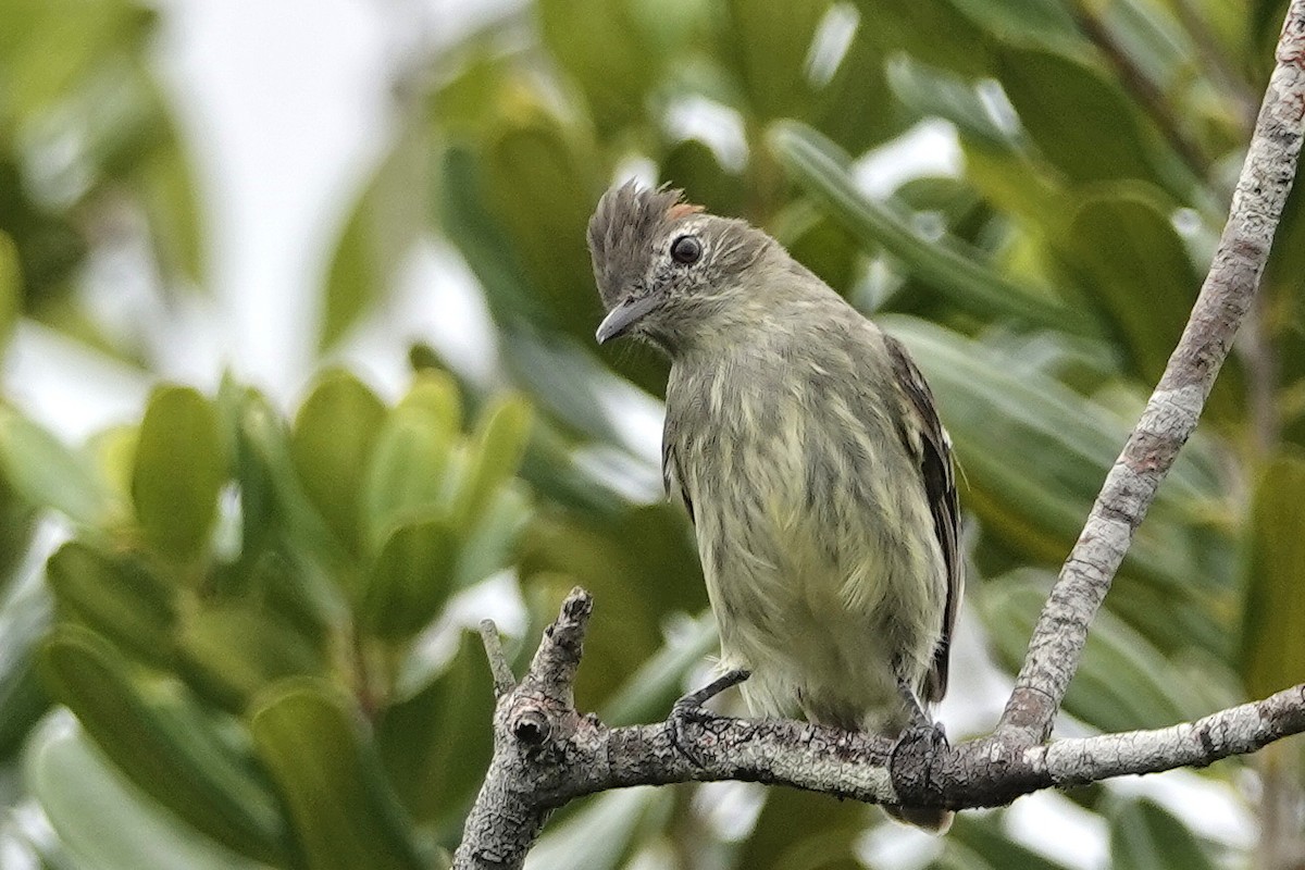 Rufous-crowned Elaenia - ML607446121