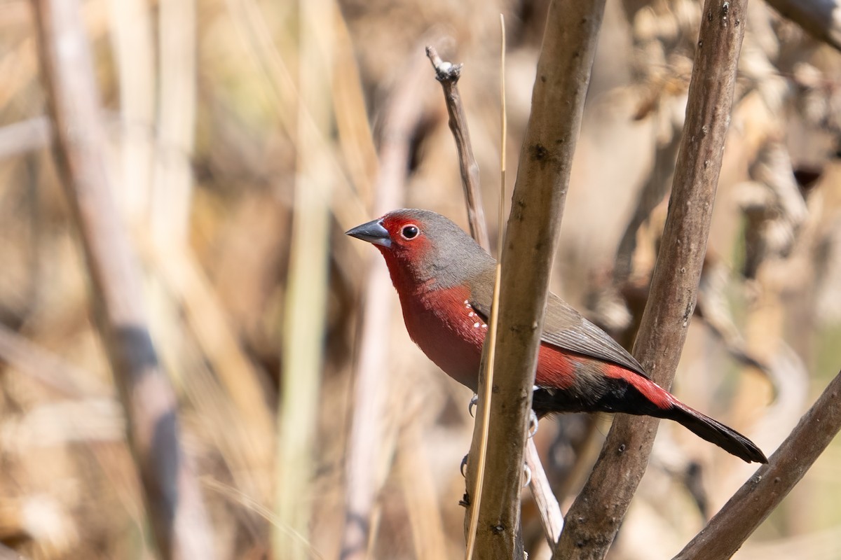 African Firefinch - ML607446221