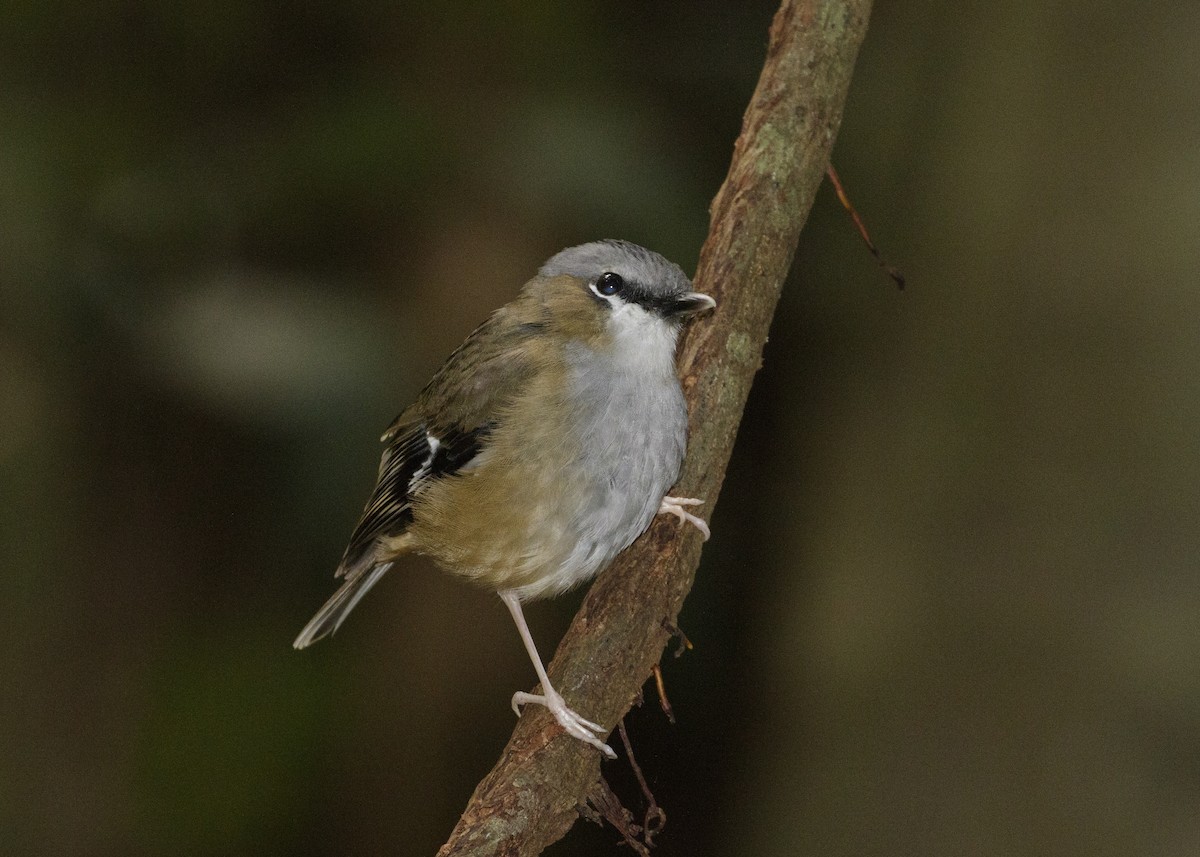 Petroica Cabecigrís - ML607446691