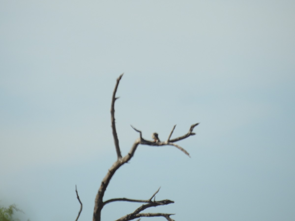 Amur Falcon - ML607448261