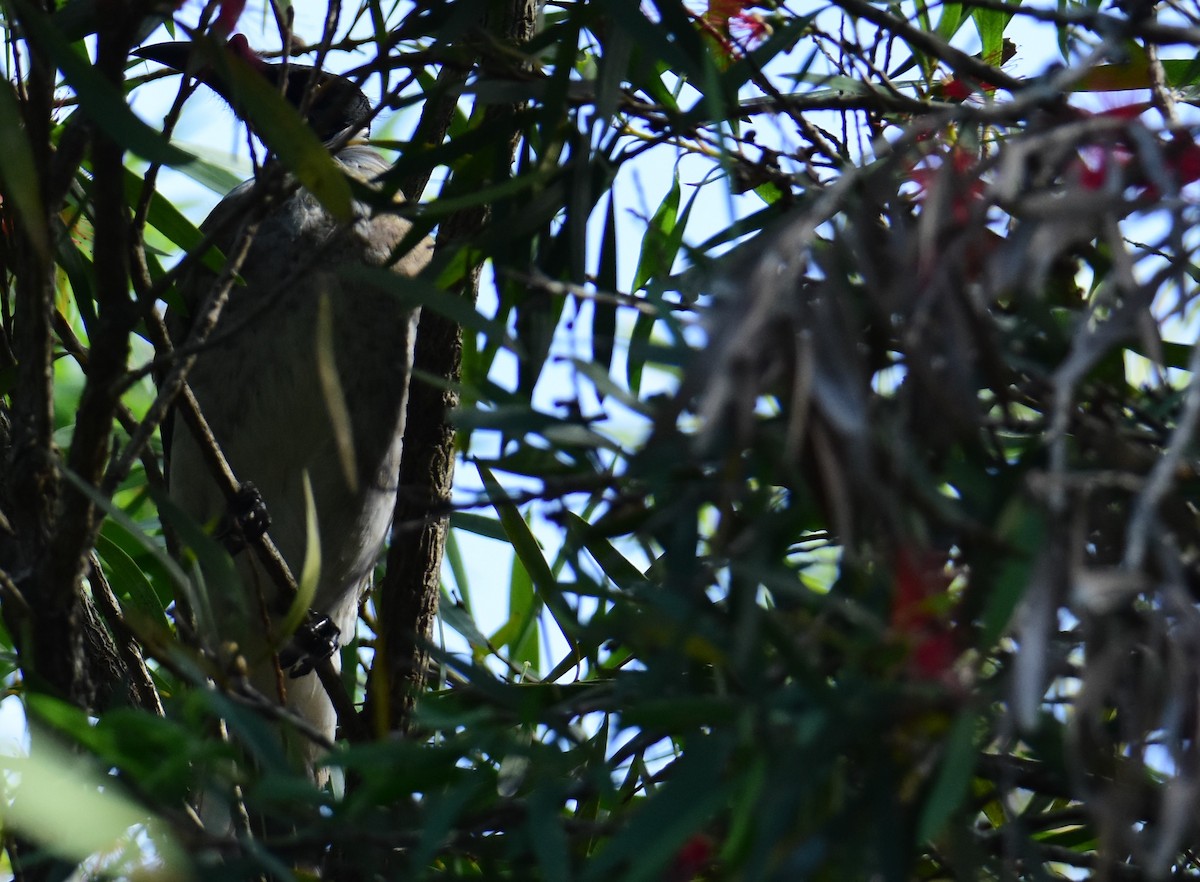 Noisy Friarbird - ML607448561