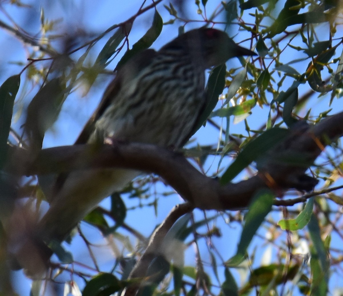 Australasian Figbird - ML607448641