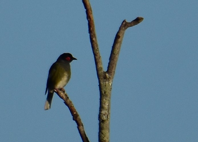 Australasian Figbird - Mark Tarnawski