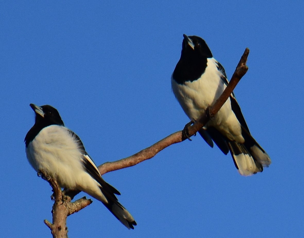 Pied Butcherbird - Mark Tarnawski