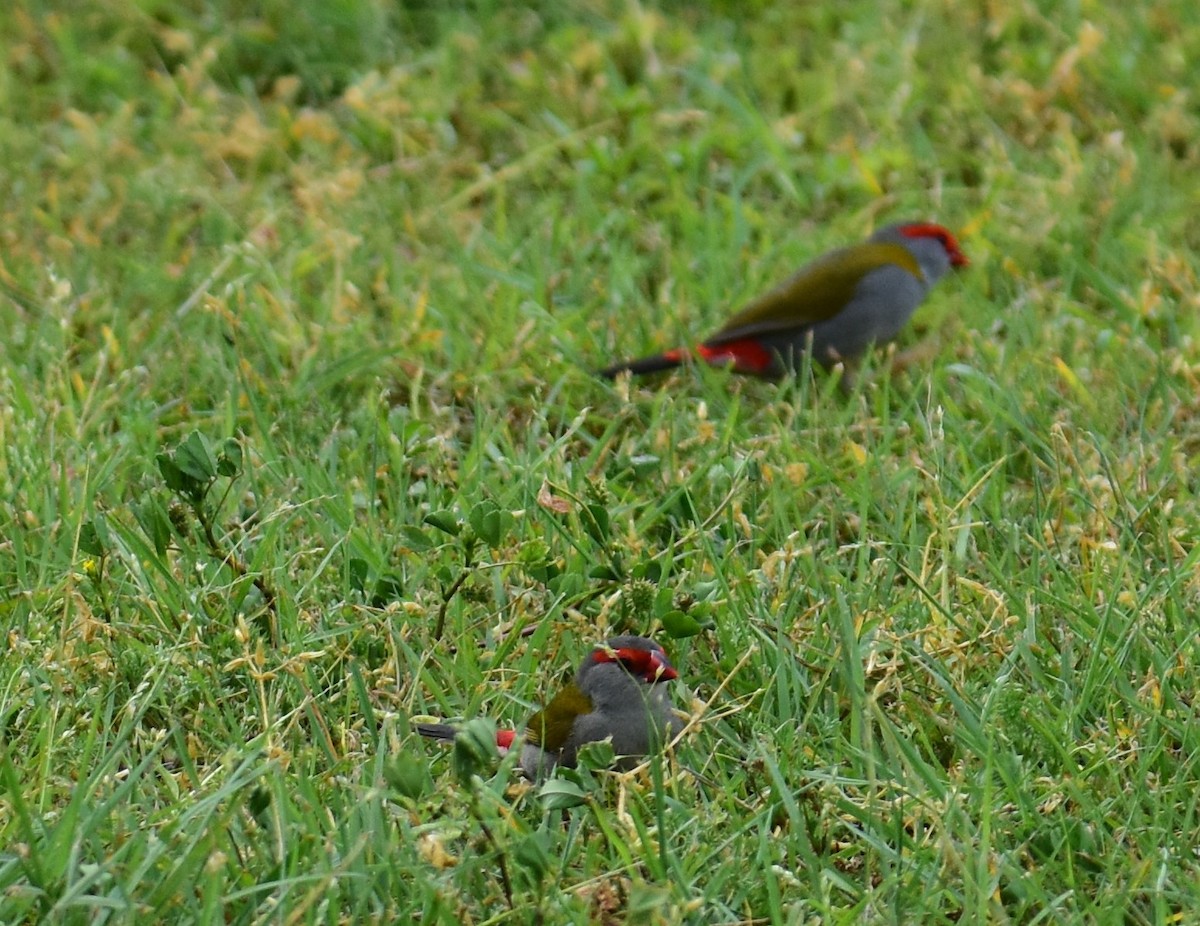 Red-browed Firetail - Mark Tarnawski