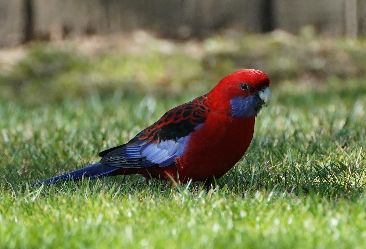 Crimson Rosella (Crimson) - ML607449671