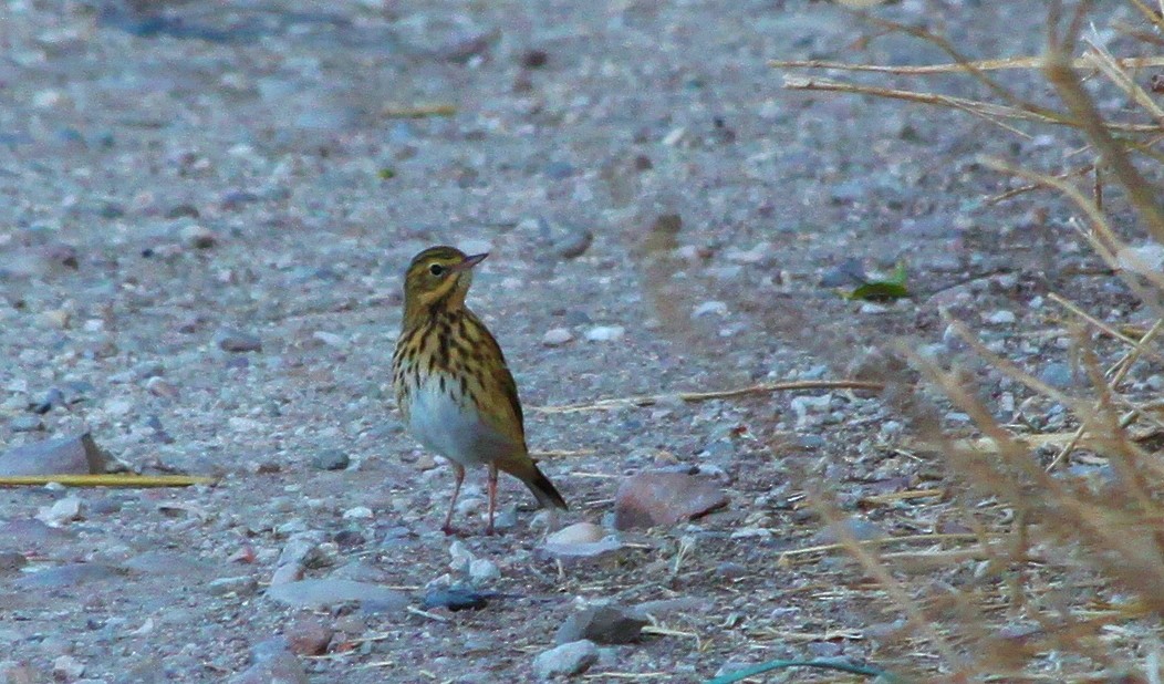 Щеврик лісовий - ML607449881