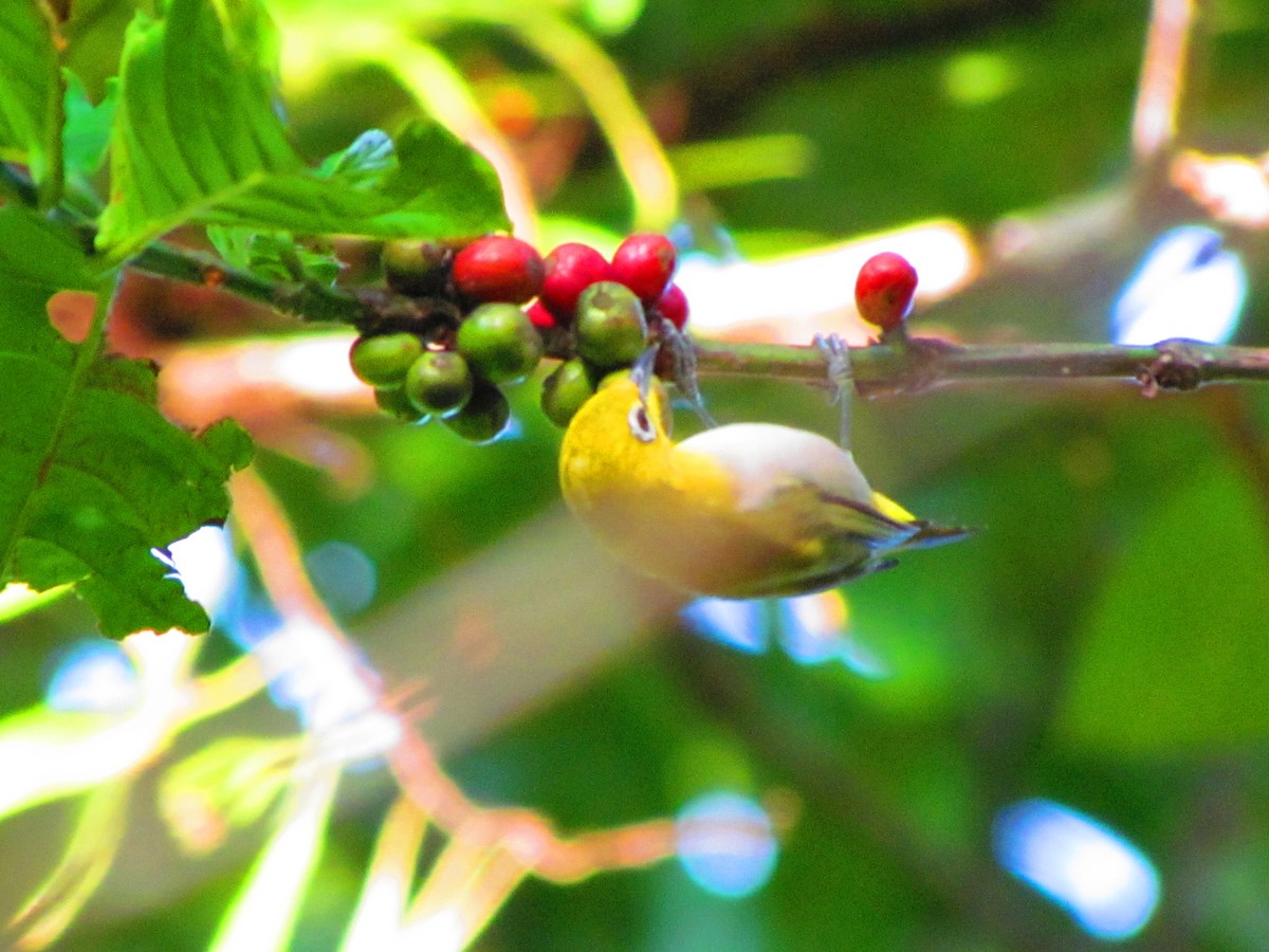 Lowland White-eye - ML607449911