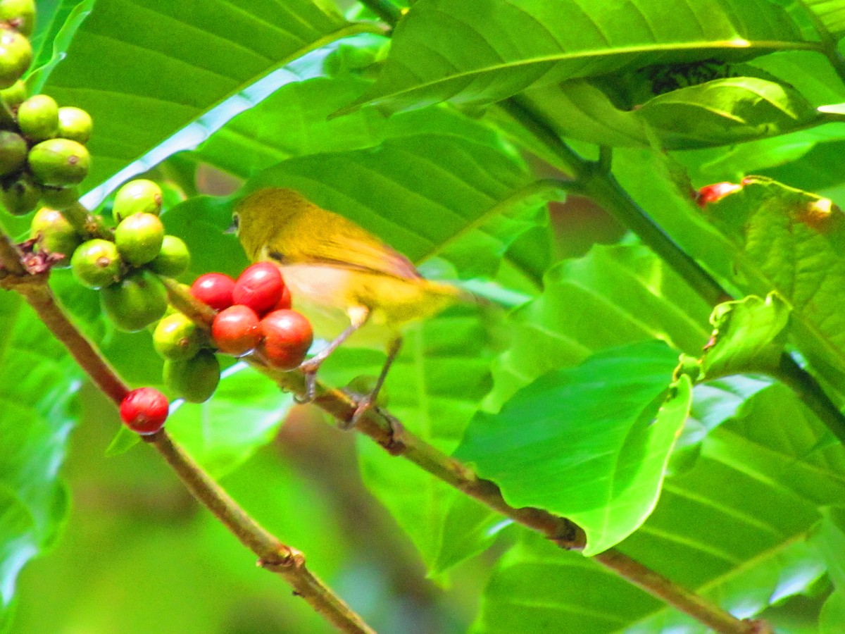 Lowland White-eye - ML607449921