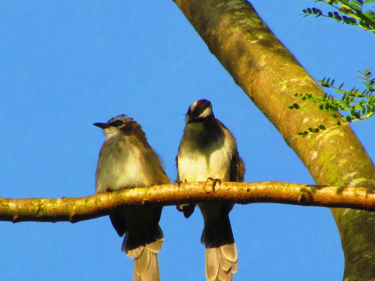 Yellow-vented Bulbul - ML607449931