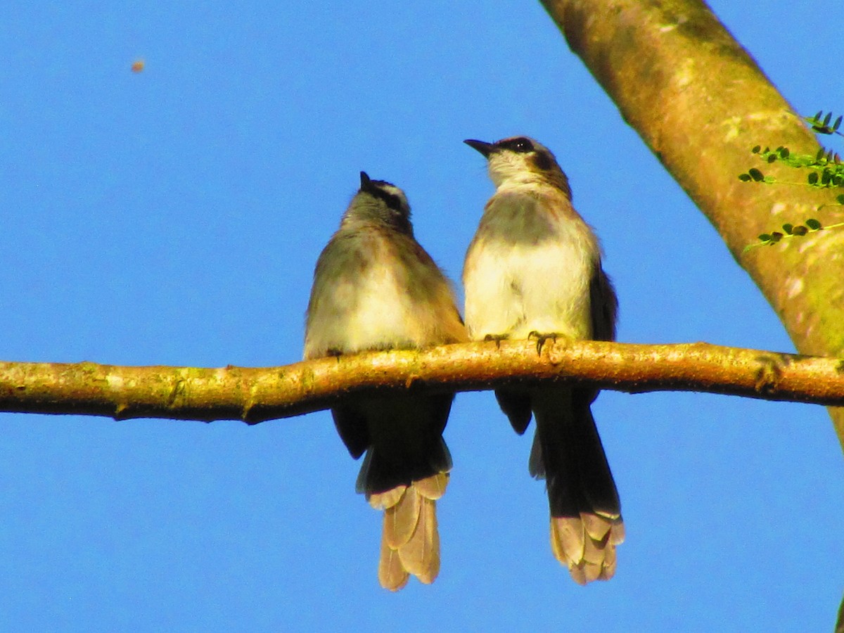 Yellow-vented Bulbul - ML607449951