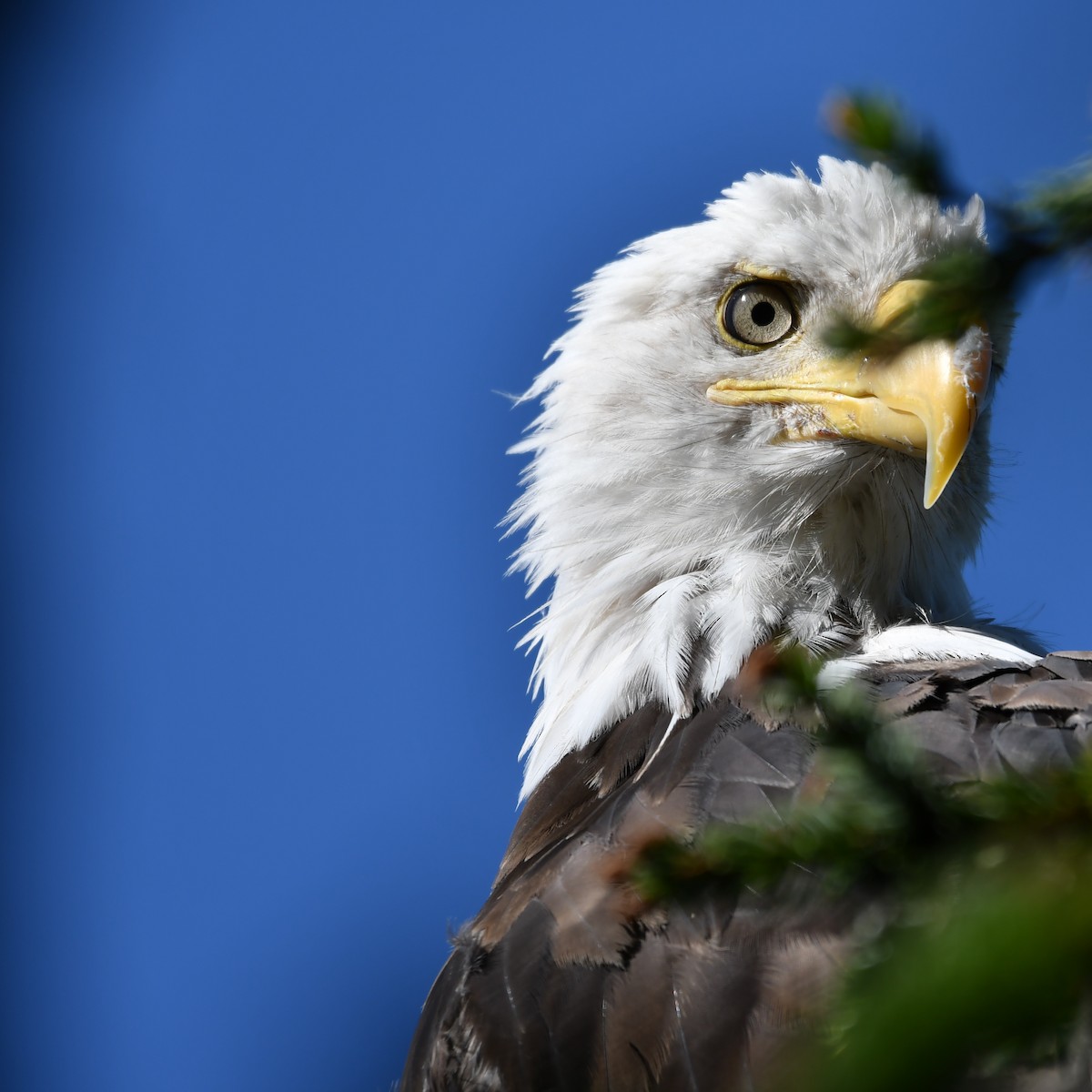 orel bělohlavý - ML607450031