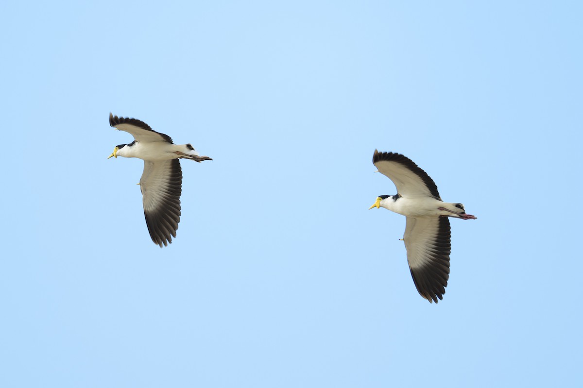 Masked Lapwing - ML607450171